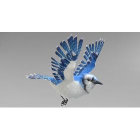 Blue Jay Animated 3D model